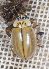 Aphidecta obliterata