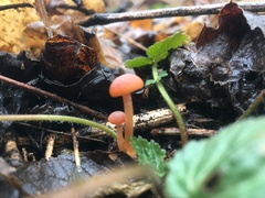 Tubaria furfuracea
