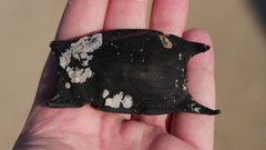 Rostroraja eglanteria