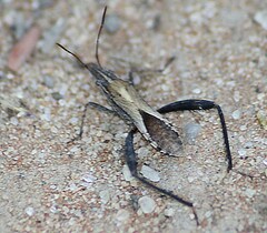 Nariscus cinctiventris