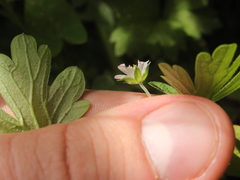 Geranium homeanum