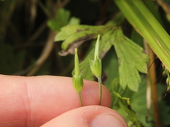 Geranium homeanum