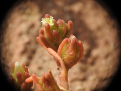 Mesembryanthemum nodiflorum