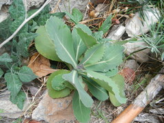 Brassica hilarionis