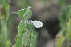 Leptosia