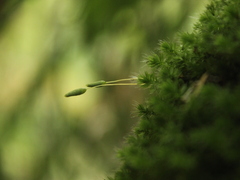 Leptostomum macrocarpum