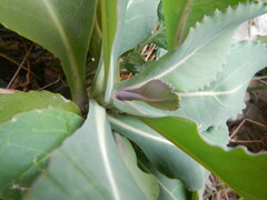 Brassica hilarionis