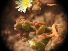 Mesembryanthemum nodiflorum