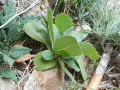 Brassica hilarionis