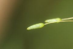 Leptostomum macrocarpum