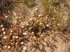 Mesembryanthemum nodiflorum