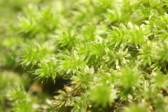 Leptostomum macrocarpum