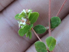 Euphorbia cordifolia