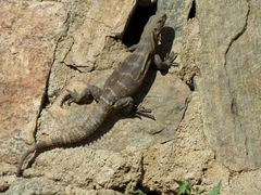 Ctenosaura hemilopha