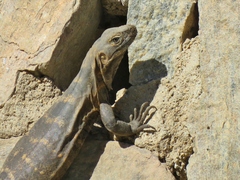 Ctenosaura hemilopha