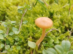 Galerina graminea