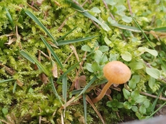 Galerina graminea