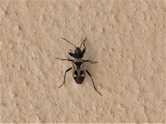 Caprochromus moerens