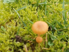 Galerina graminea