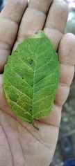 Maclura tinctoria