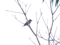 Pachyramphus validus