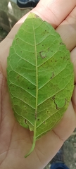 Maclura tinctoria