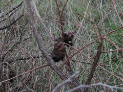 Eriosoma lanuginosum
