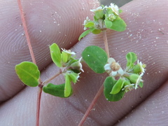 Euphorbia cordifolia