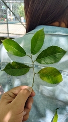 Maclura tinctoria