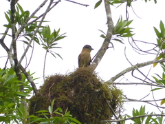 Pachyramphus validus