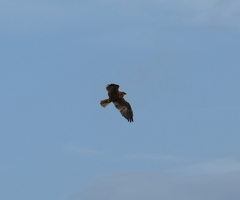 Circus aeruginosus aeruginosus