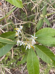 Solanum donianum