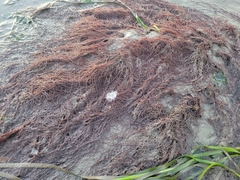 Gracilariopsis