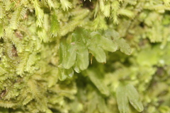 Symphyogyna hymenophyllum