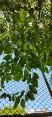 Maclura tinctoria