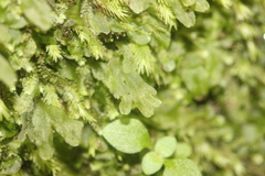Symphyogyna hymenophyllum