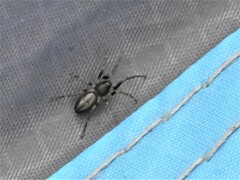 Trachelidae