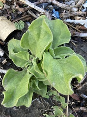 Mesembryanthemum crystallinum