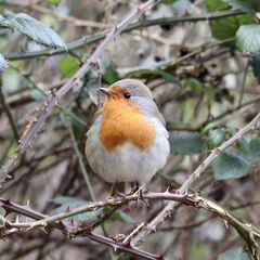 Erithacus rubecula