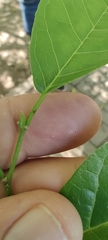 Maclura tinctoria