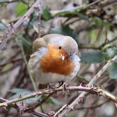 Erithacus rubecula