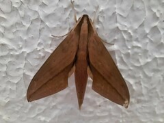 Xylophanes anubus
