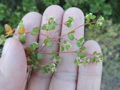 Euphorbia cordifolia
