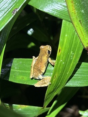 Dendropsophus parviceps