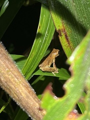 Dendropsophus parviceps