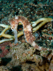 Hippocampus jayakari