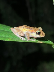 Pristimantis tamia