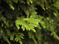 Hypnodendron arcuatum