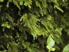 Hypnodendron arcuatum