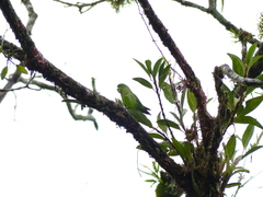 Forpus xanthopterygius